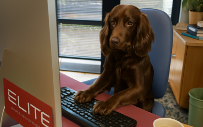 Meet Roc: Our Office Receptionist Extraordinaire (in Training)!